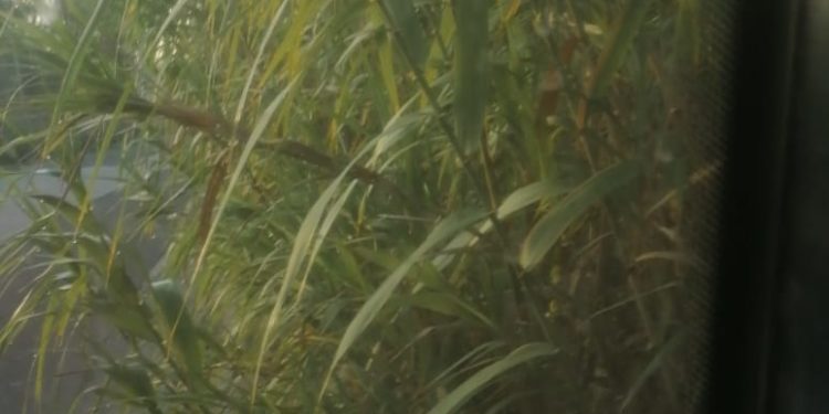 Siracusa. Proseguono le attività di diserbo in città, via Ascari fruibile per la commemorazione dei defunti