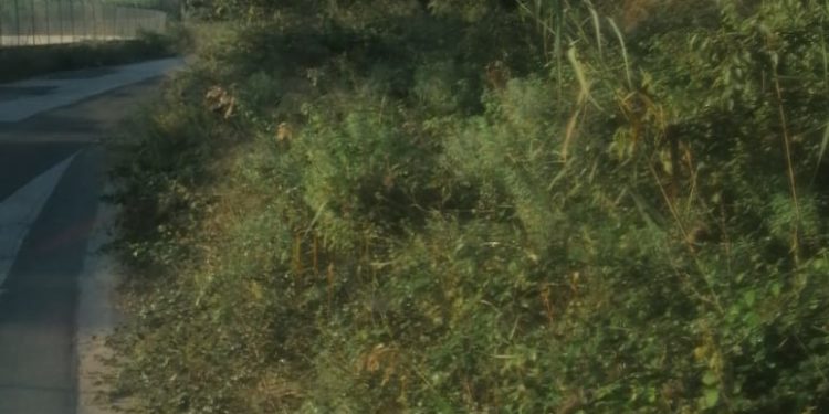 Siracusa. Proseguono le attività di diserbo in città, via Ascari fruibile per la commemorazione dei defunti