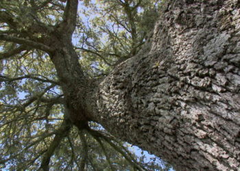 Siracusa. Mille piante di leccio in viale Scala Greca, domenica la piantumazione
