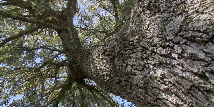 Siracusa. Mille piante di leccio in viale Scala Greca, domenica la piantumazione