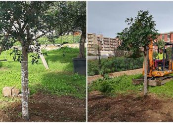 Siracusa, stamattina la piantumazione di tre alberi di carrubo nel plesso scolastico Elio Vittorini
