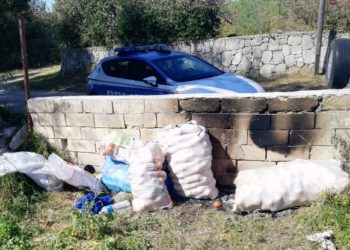 Siracusa. Furto di agrumi, denunciate tre persone