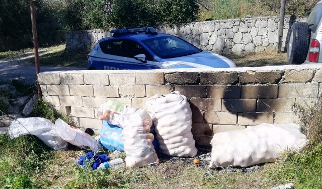 Siracusa. Furto di agrumi, denunciate tre persone