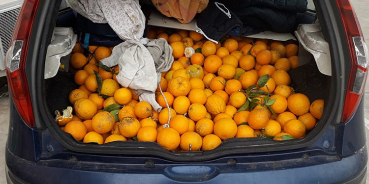 Lentini, automobile rubata caricata con oltre 200kg di arance: sequestrata dalla Polizia