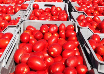 Portopalo. Furto di pomodori in un’azienda agricola, sanzionati due uomini