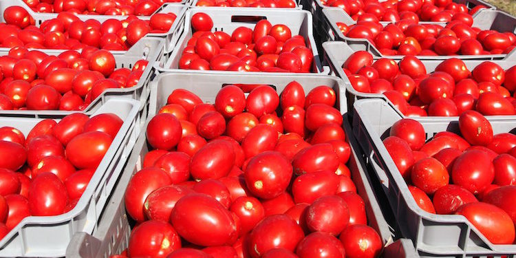 Portopalo. Furto di pomodori in un’azienda agricola, sanzionati due uomini