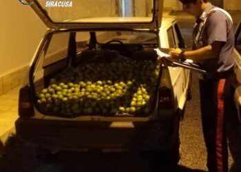Francofonte, ruba un quintale di agrumi a bordo di un’auto rubata: denunciato