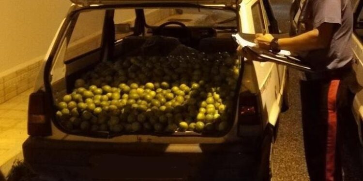 Francofonte, ruba un quintale di agrumi a bordo di un’auto rubata: denunciato