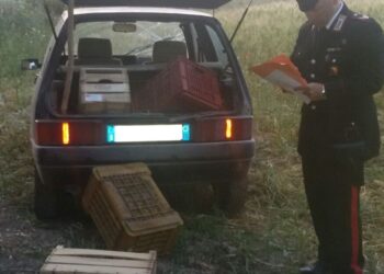Francofonte. Sorpresi a rubare un quintale di arance, arrestati in due