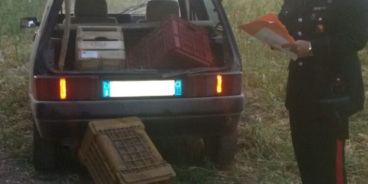 Francofonte. Sorpresi a rubare un quintale di arance, arrestati in due