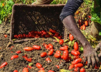 Siracusa. Regolarizzazione migranti, Alosi (Cgil): “importante traguardo raggiunto”