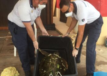 Noto. Tartaruga “Caretta Caretta” spiaggiata tratta in salvo dalla Capitaneria di Porto