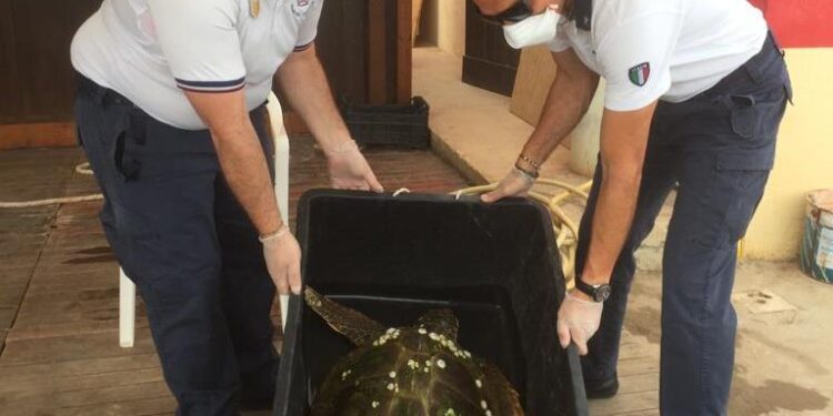 Noto. Tartaruga “Caretta Caretta” spiaggiata tratta in salvo dalla Capitaneria di Porto