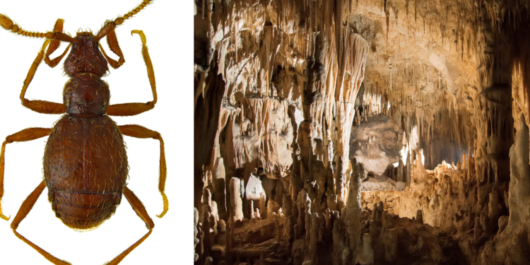 Siracusa, rinvenuto nella Grotta Monello un esemplare di insetto troglobio