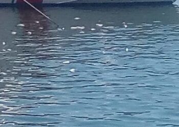 Nessuna moria di pesci al porto piccolo di Siracusa: venditore abusivo getta il pescato in acqua