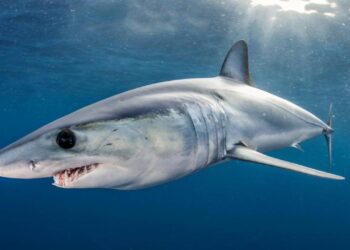 Squalo Mako ucciso nel golfo di Catania, Oipa valuta di procedere in sede giudiziaria