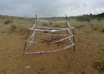 Nido di tartaruga marina sulla spiaggia Eloro di Noto