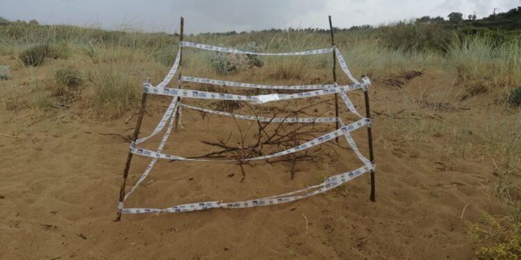 Nido di tartaruga marina sulla spiaggia Eloro di Noto