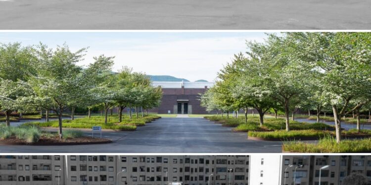 Siracusa. Verde urbano, Gradenigo: “c’è bisogno di alberi in città”