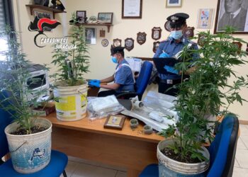 Ferla. Coltivazione illecita di canapa indiana e detenzione di marijuana: arrestato