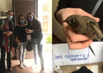 Canicattini Bagni, salvato un rondone caduto in Piazza XX Settembre
