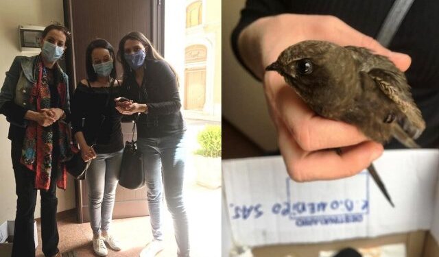 Canicattini Bagni, salvato un rondone caduto in Piazza XX Settembre