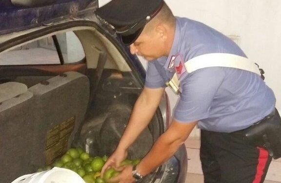 Noto. Trovati in un’auto abbandonata mille chili di limoni rubati