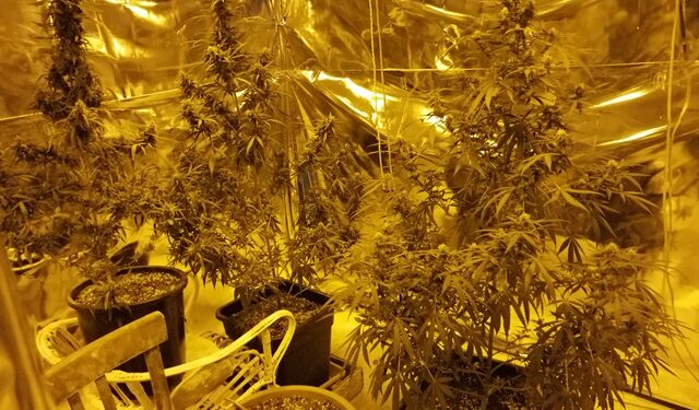 Augusta. La Polizia denuncia due persone per coltivazione di marijuana