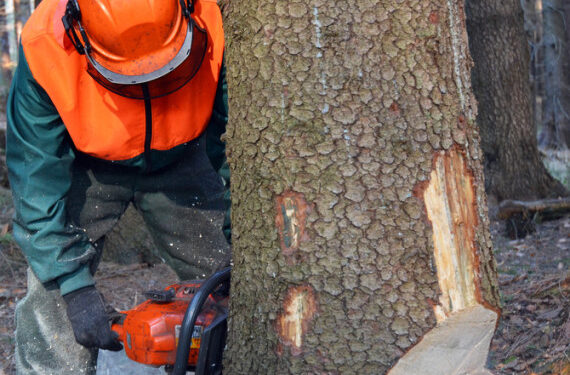 Siracusa. Abbattimento pini a Piazza Adda: le precisazioni del settore Verde Pubblico