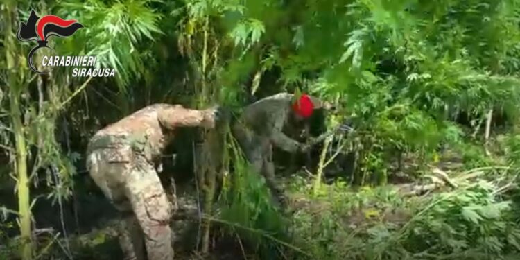 Augusta. I Carabinieri sequestrano una piantagione di canapa indiana e arrestano due soggetti