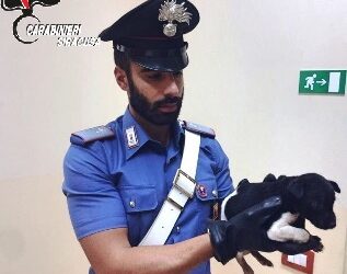 Augusta. Donna tenta di rubare un cane, denunciata dai Carabinieri