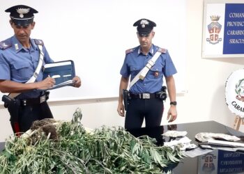 Siracusa. Due fratelli sorpresi con 10 piante di marijuana in casa: arrestati