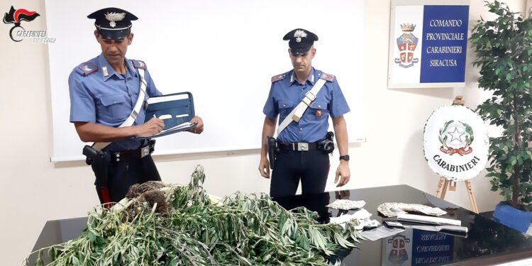 Siracusa. Due fratelli sorpresi con 10 piante di marijuana in casa: arrestati