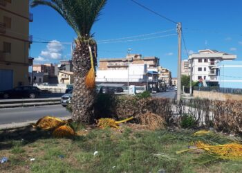 Siracusa. Atti vandalici su decine di palme a Santa Panagia