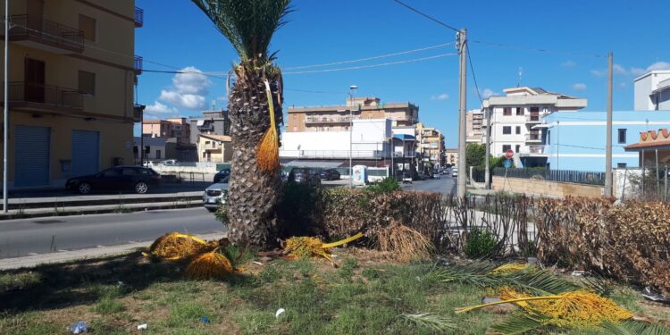 Siracusa. Atti vandalici su decine di palme a Santa Panagia