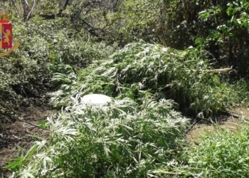 Lentini. Operazione antidroga, la Polizia denuncia un minore