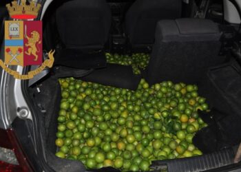 Lentini. Furto di limoni in contrada Bulgherano, arrestati