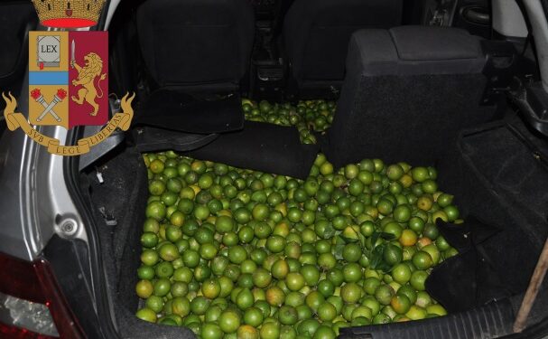 Lentini. Furto di limoni in contrada Bulgherano, arrestati