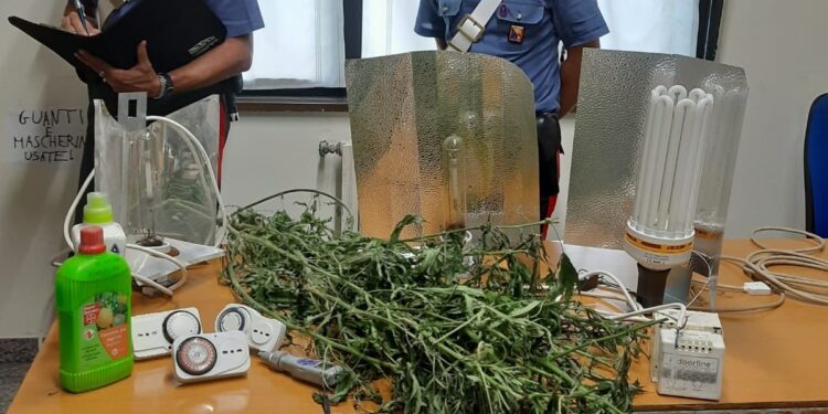 Floridia. Coltiva canapa indiana con allaccio abusivo alla rete elettrica: arrestato