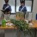 Floridia. Coltiva canapa indiana con allaccio abusivo alla rete elettrica: arrestato