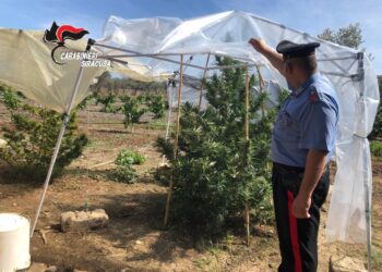 Melilli. Rinvenuta una piantagione di canapa indiana nel bosco