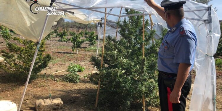 Melilli. Rinvenuta una piantagione di canapa indiana nel bosco