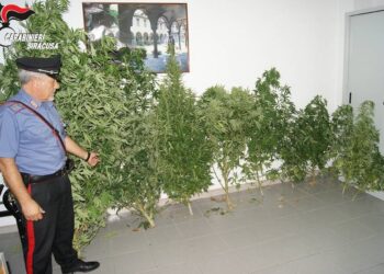 Noto. I Carabinieri scoprono coltivazione di canapa indiana, deferito un 48enne