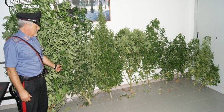 Noto. I Carabinieri scoprono coltivazione di canapa indiana, deferito un 48enne