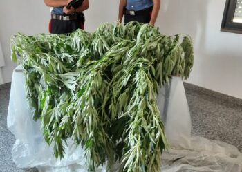 Floridia. Coltiva piante di canapa indiana nel proprio terreno: arrestato bracciante