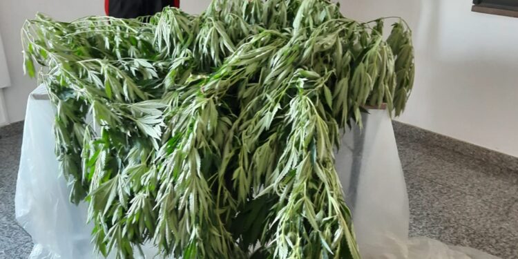 Floridia. Coltiva piante di canapa indiana nel proprio terreno: arrestato bracciante