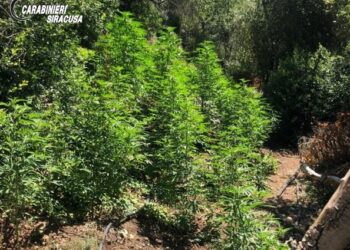 Melilli. I Carabinieri sequestrano vasta piantagione di canapa indiana, arrestati due sortinesi
