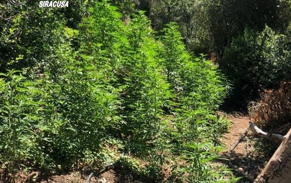Melilli. I Carabinieri sequestrano vasta piantagione di canapa indiana, arrestati due sortinesi