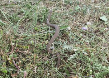 Noto. Scoperta rara varietà di vipera monocromatica “concolor”