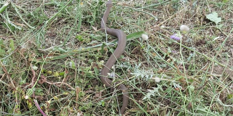 Noto. Scoperta rara varietà di vipera monocromatica “concolor”